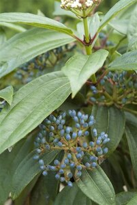 Viburnum davidii 30-40 cm cont. 3,0L