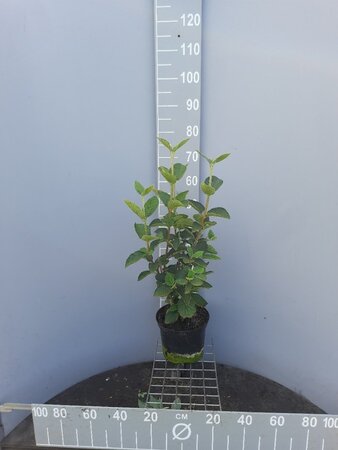 Viburnum lantana 60-80 cm cont. 5,0L