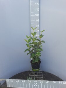 Viburnum lantana 60-80 cm cont. 5,0L