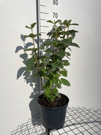 Viburnum lantana 60-80 cm cont. 7,5L