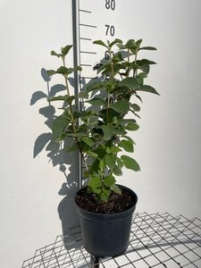 Viburnum lantana 60-80 cm cont. 7,5L