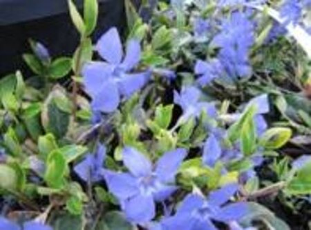 Vinca minor 'Aureovariegata' geen maat specificatie 0,55L/P9cm - afbeelding 1