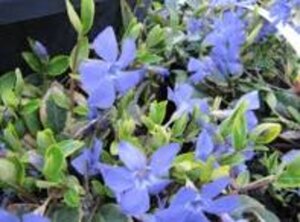 Vinca minor 'Aureovariegata' geen maat specificatie 0,55L/P9cm - afbeelding 1