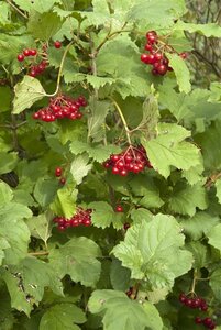 Viburnum opulus 100-125 cm cont. 7,5L