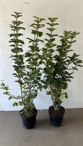 Viburnum opulus 100-125 cm cont. 7,5L - afbeelding 4