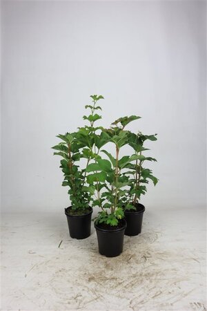 Viburnum opulus 40-60 cm cont. 2,5L