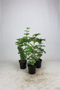 Viburnum opulus 40-60 cm cont. 2,5L