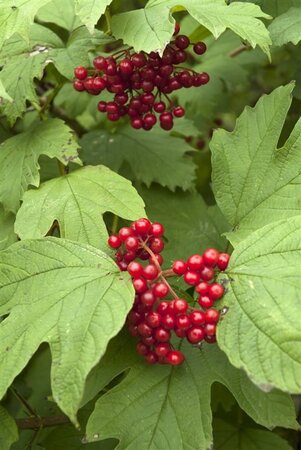 Viburnum opulus 60-100 cm wortelgoed struik - afbeelding 2