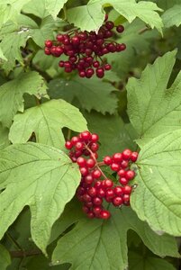 Viburnum opulus 60-100 cm wortelgoed struik - afbeelding 2