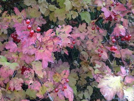 Viburnum opulus 60-100 cm wortelgoed struik - afbeelding 3