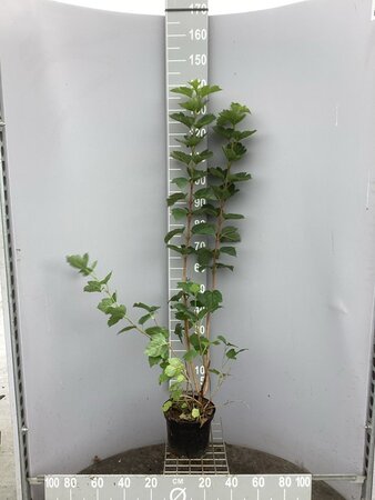 Viburnum opulus 80-100 cm cont. 5,0L