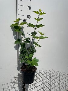 Viburnum opulus geen maat specificatie cont. 3,0L