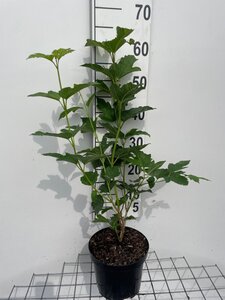 Viburnum opulus 'Roseum' geen maat specificatie cont. 3,0L