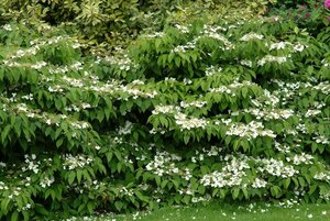 Viburnum plic. 'Mariesii' 140-160 cm container