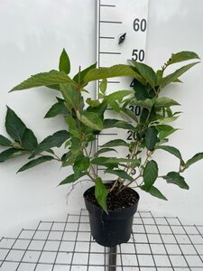 Viburnum plic. 'Mariesii' 40-50 cm cont. 3,0L - afbeelding 6