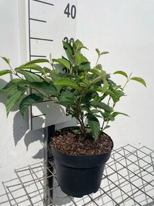 Viburnum plic. 'Mariesii' geen maat specificatie cont. 3,0L