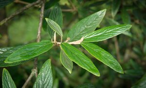 Viburnum 'Pragense' 30-40 cm cont. 3,0L