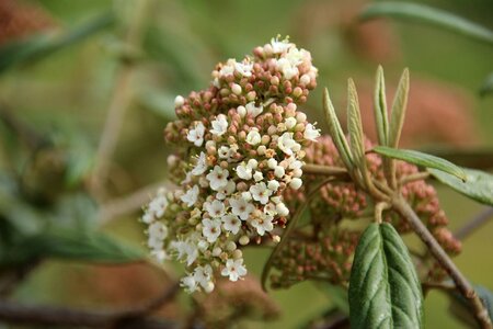 Viburnum 'Pragense' 60-80 cm cont. 15L - afbeelding 2