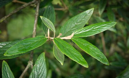 Viburnum 'Pragense' 60-80 cm container - afbeelding 1