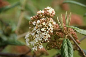 Viburnum 'Pragense' 60-80 cm container - afbeelding 2