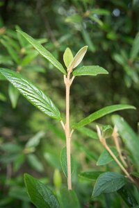 Viburnum 'Pragense' 80-100 cm container - afbeelding 4