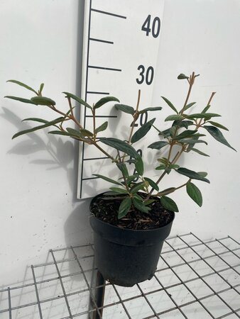 Viburnum 'Pragense' geen maat specificatie cont. 3,0L - afbeelding 2