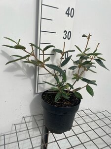 Viburnum 'Pragense' geen maat specificatie cont. 3,0L - afbeelding 2