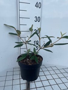 Viburnum 'Pragense' geen maat specificatie cont. 3,0L