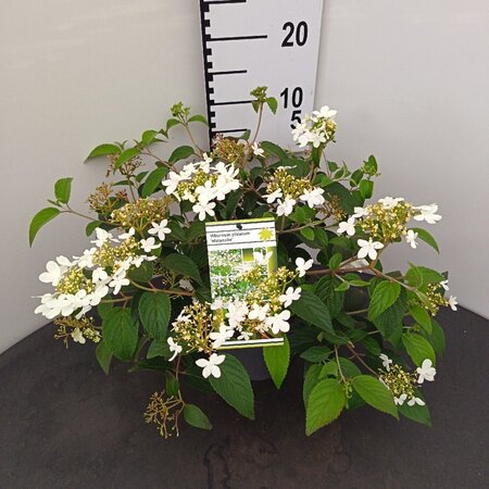 Viburnum plic. 'Watanabe' 25-30 cm cont. 3,0L - afbeelding 2