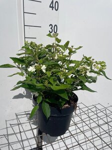 Viburnum plic. 'Watanabe' geen maat specificatie cont. 3,0L