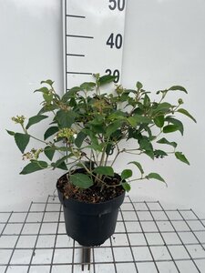 Viburnum plic. 'Watanabe' geen maat specificatie cont. 3,0L - afbeelding 2