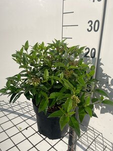 Viburnum tin. 'Eve Price' geen maat specificatie cont. 3,0L