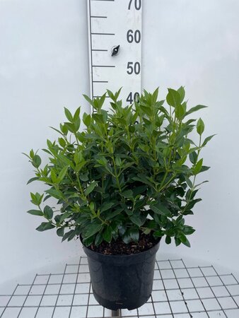 Viburnum tin. 'Eve Price' geen maat specificatie cont. 7,5L