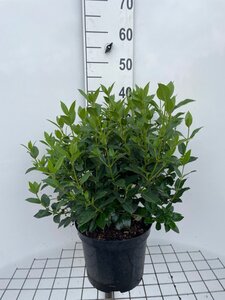 Viburnum tin. 'Eve Price' geen maat specificatie cont. 7,5L