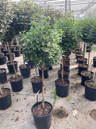 Viburnum tin. 'Eve Price' halfstam cont. 18L - afbeelding 2