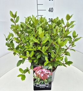 Viburnum tin. 'Gwenllian' 40-50 cm cont. 10L