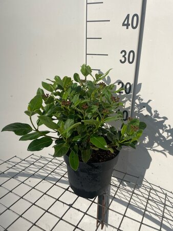 Viburnum tin. 'Gwenllian' geen maat specificatie cont. 3,0L