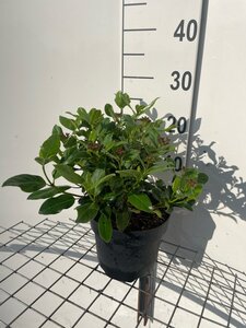 Viburnum tin. 'Gwenllian' geen maat specificatie cont. 3,0L