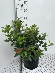 Viburnum tin. 'Gwenllian' geen maat specificatie cont. 7,5L
