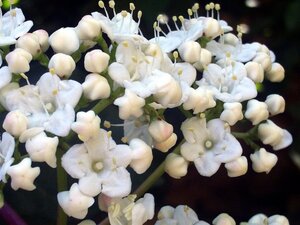 Viburnum tinus 60-80 cm cont. 12L