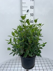 Viburnum tinus geen maat specificatie cont. 7,5L