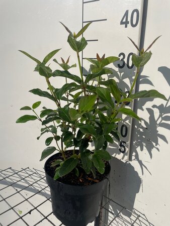 Viburnum tin. 'Purpureum' geen maat specificatie cont. 3,0L
