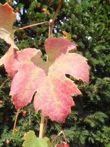 Vitis 'Saint Laurent' BLAUW geen maat specificatie cont. 2,0L