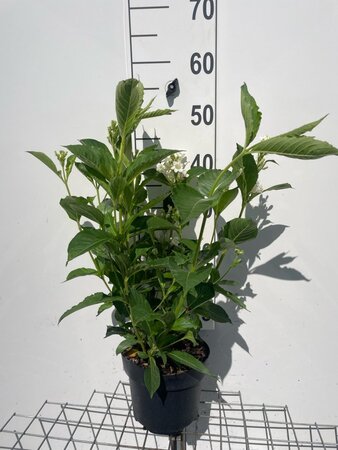 Weigela 'Candida' geen maat specificatie cont. 3,0L - afbeelding 1