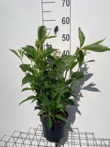 Weigela 'Candida' geen maat specificatie cont. 3,0L