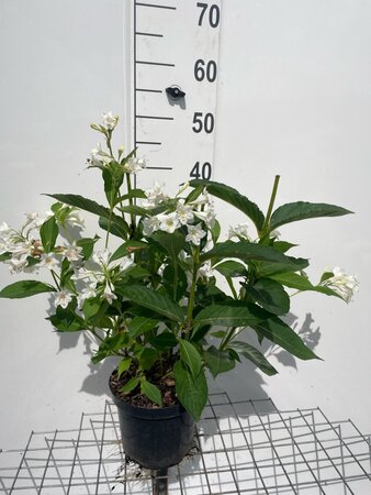 Weigela 'Candida' geen maat specificatie cont. 3,0L - afbeelding 2
