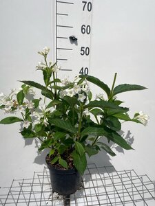 Weigela 'Candida' geen maat specificatie cont. 3,0L - afbeelding 2