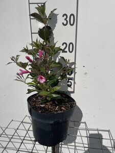 Weigela florida 'Foliis Purpureis' geen maat specificatie cont. 3,0L