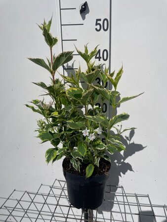 Weigela 'Nana Variegata' geen maat specificatie cont. 3,0L - afbeelding 1
