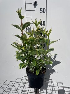 Weigela 'Nana Variegata' geen maat specificatie cont. 3,0L